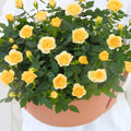 Mini Rose Bush Live Plant in 3.5'' Pot, Miniature Rose Plant Live, 3-5'' Tall, Mini Rose Plant, Live Flower Plant for Office and Home Decoration (Yellow)