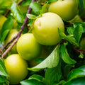 Yellow Plum Tree Live Plant, Fruit Tree Plant, 2-3 Ft Tall