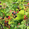 1 Black Raspberry Plant Live for Planting 6-12 Inches Tall, Everbearing Raspberry Plants Sweet Raspberry Fruits Starter Plant