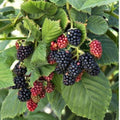 Sweet Thornless BlackBerry Live Plant, 5-8" Tall, Hardy BlackBerry Bush, Sweet BlackBerry Fruit Plants Live for Planting in Garden, No Pot