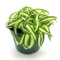 Curly Spider Plants Live Houseplants in 4" Pot, Airplane Live Plants Indoor Outdoor Decor and Planting