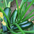 2PPP Green Zucchini Live Plants, 4-6" Tall in 4" Pot, Vegetable Plant