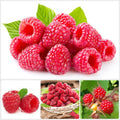 04 Raspberry Plants Live for Planting, Outdoor Spring Fast-Growing, 4-6" Sweet Berry Fruits Seedlings (Red Thornless Raspberry)