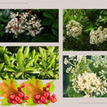 Old Fashion Snowball Viburnum Tree Live Plant Shrub in Pot, 8 Months Old Bush Ready to Grow Ready to Grow Outdoor Fragrant, 6-12"