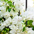 White Bougainvillea Plant Live, Bougainvillea Flowering Plant Perennial, Rooted Bougainvilleas Trees Starter 6-8 Inches
