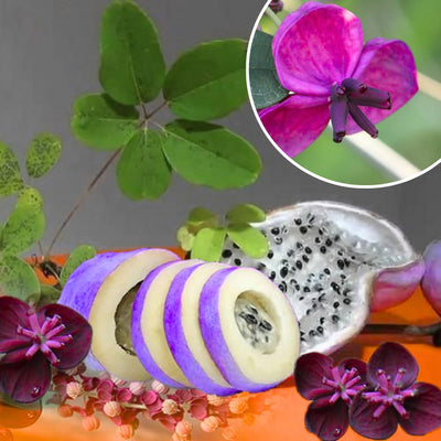 Akebia Quinata Live Plant, Akebia Quinata Chocolate Vine Plant in 2.5'' Pot, Flower Climbing Vines, 2-3'' Tall, Edible Fruit Tree for Outdoor Planting, Perennial Plants