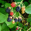 Sweet Thornless BlackBerry Live Plant, 5-8" Tall, Hardy BlackBerry Bush, Sweet BlackBerry Fruit Plants Live for Planting in Garden, No Pot