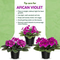African Violet Live Plant in 4 Inch Pot, Flowering Houseplant, Easy Care Indoor Plant with Vibrant Blooms (Bright African Violet)