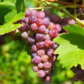 Red Grape Plant Live for Planting, Red Seedless Grape Vine Sweet Grape Fruits 1 to 2 Years Old, 5-9" Tall, No Pot