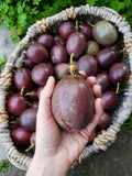 Passion Fruit Plant Live 4-7 Inch, Passionfruit Vine for Outdoor Garden, Tropical Climbing Vine for Trellis, Fence or Backyard Growing (High Yield Passionfruit)