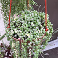 Variegated String of Pearls Plant Live, Trailing Succulent Vine, Rare Live Indoor Plant in Pot