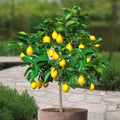 2 Starter Meyer Lemon Tree Live Plant Seedling, Small 1-2 Inches Yellow Lemon Lime Tree for Spring Planting, Very Hardy, Fragrant Citrus