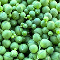 String of Pearls Plant Live 6 Inch Pot, String of Pearls Succulent Plant for Houseplant
