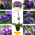 Purple Streptocarpus Plant Live, Ladyslipper Primrose Flowering Houseplant in 3.25 Inch Pot, Indoor Blooming Plants for Planting, 4-8 Inches