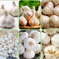 1/2 LB White Garlic Bulbs for Planting in Fall, High Yield Hardneck Garlic Cloves Seeds, Fresh, Cold Hardy and Fast Growing, Various Varieties