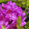 1-2 Feet Rhododendron Plants Live Bush Shrubs in 1 Gallon Pot for Planting, Azalea Bush Ready Plant, Live Rhododendron Plant Azalea (Light Purple)