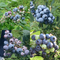 Northland Blueberry Plant Live for Planting, Blueberry Bushes for Planting, 4"-7" Cold Hardy Blueberries Southern Highbush