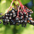 2 Black Elderberry Trees Live Plants, Backyard Berry Plant, 10-12 Inch Tall