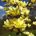 Yellow Bird Magnolia Tree Live Plant, Magnolia Tree Shrub Plant in 2.5" Pot, 6-12 Inches