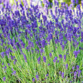 2 Phenomenal Lavender Live Plants, Fragrant Lavender Flowering Herb Plants, 4-8" Tall, Well Rooted for Gardens, Containers and Landscaping