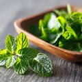 Mojito Mint Herb Plant for Planting, Perennial Mint Plant, Fragrant Mints, 5-7 Inches Tall, Well Rooted, Ready to Grow