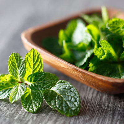 Mojito Mint Herb Plant for Planting, Perennial Mint Plant, Fragrant Mints, 5-7 Inches Tall, Well Rooted, Ready to Grow