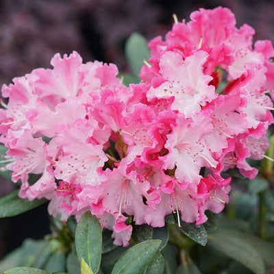 Pink Azalea Plant Live, 7 Months Old Rhododendron Like, Azalea Rhododendron Tree Flowers Plants Live Bush in Pot, Can Change to Various Color