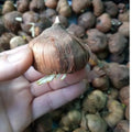 10 Gladiolus Mix Bulbs - Assorted Color Gladiolus Bulbs, Summer Blooming Flower Bulbs
