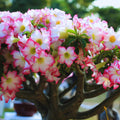3 Assorted Desert Rose Plants Live, Adenium Desert Rose Live Plant, 5 to 7 Inches Long, Cactus Succulent Plant Perennial Flowering