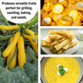 Set 2 Squash Plants Live for Planting, Yellow Zucchini Plants Live for Planting, Vegetable Plant 4 Inches Pot