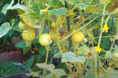 Set of 4 Live Lemon Cucumber Plants, 3 to 5 Inches Tall, Cucumber Plants Live, 4 Inches Pot Vegetable Live Plant