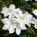 White Clematis Vine Plant Live for Planting, Clematis Plant Live in 2.5 Inches Pot, Clematis Flowers Perennial