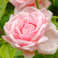 Pink New Dawn Climbing Rose Live Plant, Can Grow As Rose Bushes Shrubs, Fragrant Ready to Plant, Starter Size, 5 to 10 Inc Tall, Dormant in Winter