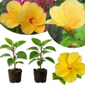 2 Yellow Hibiscus Plants, 3-5 Inch Tall Starter Plants - Live Hibiscus Flower Plants for Outdoor Garden, Patio, and Container Growing