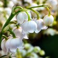 Pack of 6 Pips White Lily of the Valley, Lily of the Valley Plant Live, White Flower for Indoor Outdoor Planting