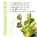 Velvet Tradescantia Live Plant in 3.5" Pot, Wandering Jew Plants Live Houseplants Large Size, Fast Growing Plant Indoor Outdoor