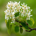 Serviceberry Plant, 6-12 Inch - Leafless in Winter, Perennial Serviceberry Plants, Bare Root, Strong Roots, Fruit Plants for Home Garden