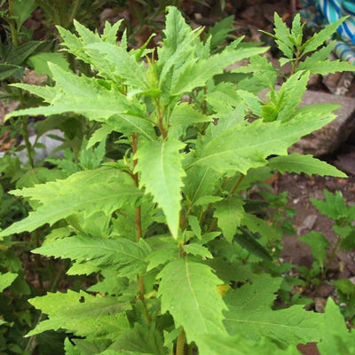 Epazote Plant Live Outdoor, Live Epazote Herbs Plant Gardening, 4 Inc Potted