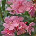 2 Live Pink Oleander Plants, Flowering Shrub with Fragrant Pink Blooms, 4 to 8 Inc, Starter Plant for Garden Growing