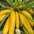 2 Squash Plants Live, 3 to 6 Inch Tall, Zucchini Plants Live, Yellow Squash Zucchini Seedlings, 4 Inch Pot