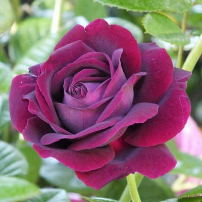 Purple Climbing Rose Live Plant, Can Grow As Rose Bushes Shrubs, Fragrant Ready to Plant, Starter Size, 5 to 10 Inc Tall, Dormant in Winter