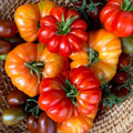 Beefsteak Tomato Plants Live in 4" Pot, 4-6 Inch Tall Starter Plants, Large Slicing Tomato for Garden, Patio and Container Growing