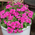 Pack 3 Pink Verbena Plants Live Perennial Ground Cover, No Pot, 5-9" in Tall, Can Grow As Trailing Bushes, Spring Flowers
