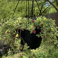 Variegated Baby Sun Rose, Pink Ice Plant 2 Inch Pot, Rare Succulent for Planting Indoor Outdoor