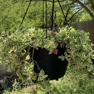 Variegated Baby Sun Rose, Pink Ice Plant 2 Inch Pot, Rare Succulent for Planting Indoor Outdoor
