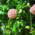 Hoya Plant Live Houseplants, Hoya Live Plant, in 4" Pot, Hoya Hindu Rope, Low-Maintenance Indoor Hanging Plant