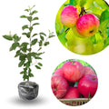 Pink Apple Tree Live Plant, 24 to 30 Inches Tall, Pink Apple Plant Live, Apple Trees Fruit Trees for Planting Indoors Outdoors Garden
