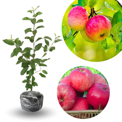 Pink Apple Tree Live Plant, 24 to 30 Inches Tall, Pink Apple Plant Live, Apple Trees Fruit Trees for Planting Indoors Outdoors Garden