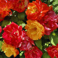 Golden Yellow Orange Rose Bushes Shrubs Live Plant, Landscape Rose for Planting, Starter Size, 4 to 10 Inc Tall