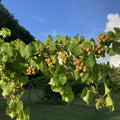 Grape Vine Live Plant to Grow 1-2 Year Old, Sweet Grape Plant Live for Growing, Grape Fruit Well Rooted Plant Bareroot (Early Fry Muscadine Grape)